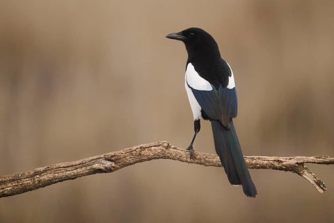 An elegant magpie poses on a textured branch, its striking black and white plumage contrasting