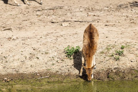 A young female Nile lechwe antelopes (Kobus megaceros) drinks from a small waterhole on a sunny day