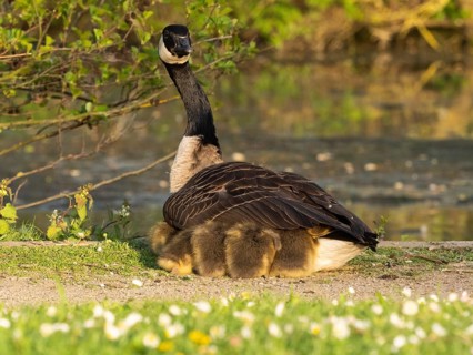 Canada goose (Branta canadensis), adult female bird, resting and brooding her goslings under her