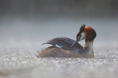 Great Crested Grebe (Podiceps cristatus) in the morning mists, North Rhine-Westphalia, Germany