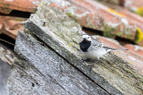 White wagtail (Motacilla alba), Emsland, Lower Saxony, Germany