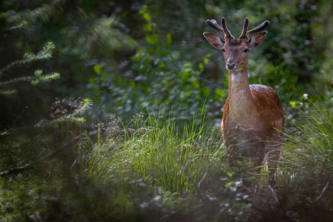 Fallow deer (Dama dama) with velvet antlers, velvet antlers, summer coat, July, Germany