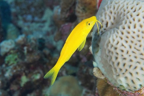 Lemon barb (Parupeneus cyclostomus)