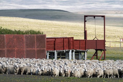 Domestic sheep (Ovis gmelini aries), herd in front of loading ramp and weighing device of a sheep