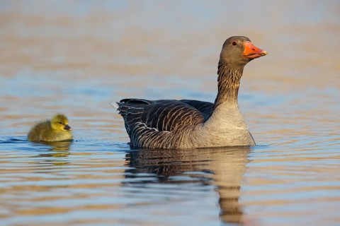 Greylag goose, Anser Anser, goose with chicks, gosling, Wagbachniederung, Baden-W¸rttemberg,