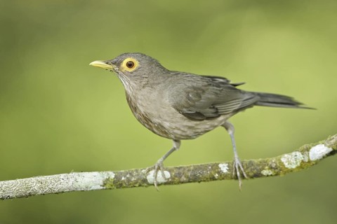 Spectacled Thrush (Turdus nudigenis nudigenis) perched on a branch, Trinidad and Tobago