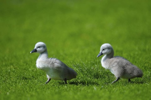 Hoeckerschwan (Cygnus olor), Mute Swan, zwei Jungvoegel auf einer Wiese, Mai, Oberhausen,