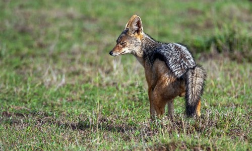 Striped jackal (Canis adustus), South Africa