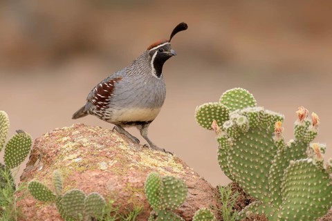 Gambel's Quail (Callipepla gambelii) male perched on a rock, Arizona, USA