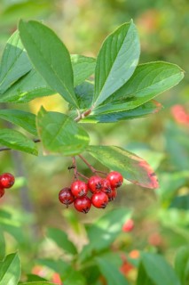 Aronia arbutifolia (Aronia arbutifolia 'Brilliant'),  Germany
