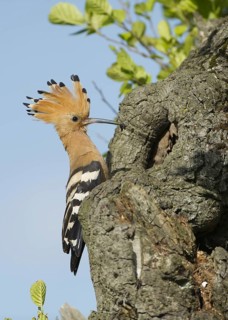 Eurasian Hoopoe (Upupa epops) nest, Brandenburg, Germany