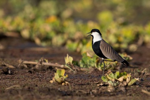 Spur-winged Lapwing (Vanellus spinosus) calling, perched on the ground, Nechisar National Park,