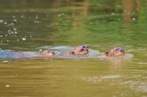 Three otters swimming in the peaceful water near a river bank, surrounded by green vegetation and