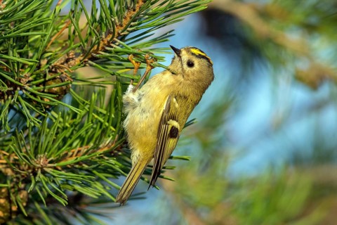 Goldcrest, (Regulus regulus), sitting in a fir tree, Falsterbo, Falsterbo, Skåne, Sweden