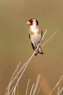 Goldfinch, goldfinch, (Carduelis carduelis), songbird, perch, finch family, perch, biotope,