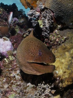 Giant moray eel (Gymnothorax javanicus)