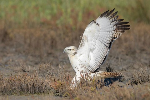 Red-tailed Hawk (Buteo jamaicensis) perched on the ground, Texas, USA