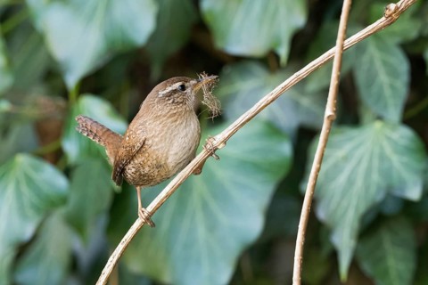 A wren (Troglodytes troglodytes) sitting on a thin branch, carrying nesting material in its beak,