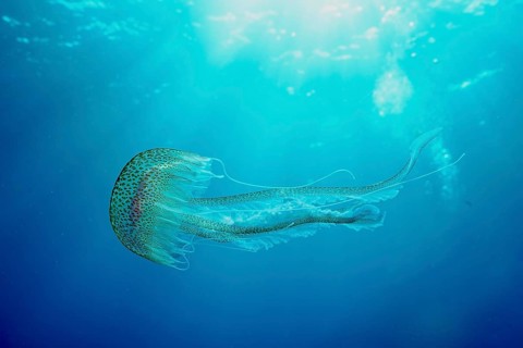 A luminous jellyfish (Pelagia noctiluca) floats in the bright blue water of the sea, dive site