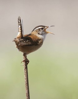 Marsh Wren (Cistothorus palustris) singing, Saskatchewan, Canada