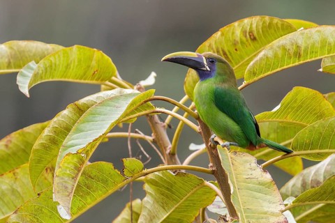 Emerald Toucanet (Aulacorhynchus prasinus) perched on a branch in Costa Rica