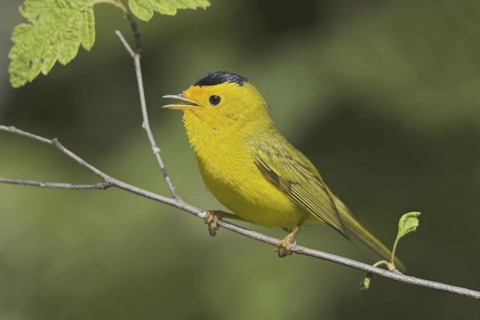 Wilson's Warbler (Cardellina pusilla) male singing, British Columbia, Canada