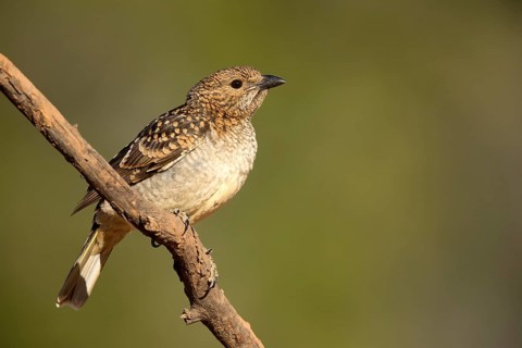 Spotted Bowerbird (Chlamydera maculata) female perched on a branch, Queensland, Australia