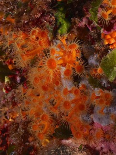 Yellow cluster anemone (Parazoanthus axinellae) in the Mediterranean Sea near Hyères. Dive site