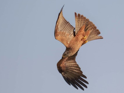 Black Kite (Milvus migrans) flying, Spain