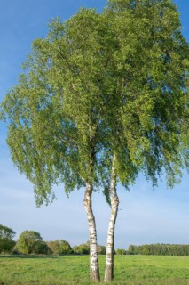 Warty birches (Betula pendula) in spring, blue sky, Lower Saxony, Germany