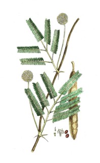 Mimosa senegal, plant species from the genus Senegalia in the subfamily Mimosa, digital