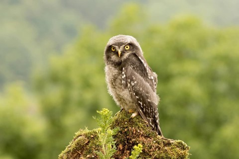 Northern Hawk-Owl (Surnia ulula) juvenile, Germany