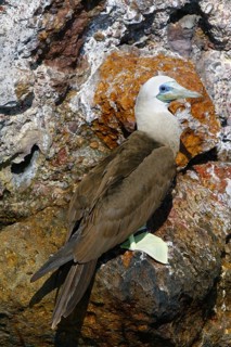 Brown Booby Sula leucogaster Las Marietas Islands, Bahia de Banderas, Jalisco, Mexico 1 April Adult