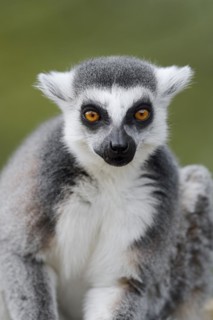 Ring-tailed lemur (Lemur catta), captive, occurring in Madagascar
