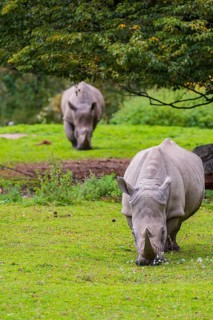 Two white rhinoceros (Ceratotherium simum) stand grazing on a fresh green meadow