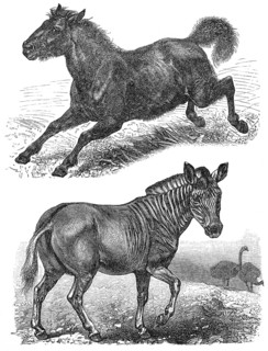 Extinct animals, Quagga (Equus quagga quagga), Tarpan (Equus ferus ferus), historical graphic