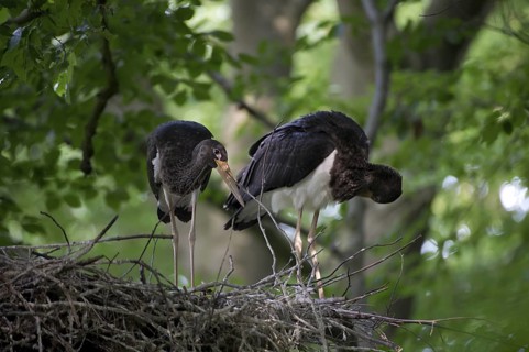 Black Stork (Ciconia nigra) nest, Saxony, Germany