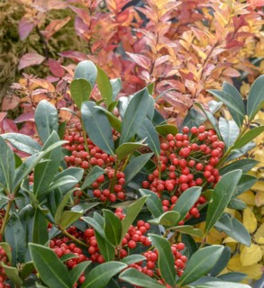 Skimmia (Skimmia japonica 'Pabella'), BS Sämann, Bautzen, Saxony, Germany
