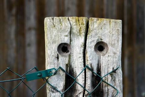 Old fencing post, looks like a face