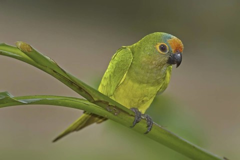 Peach-fronted Parakeet (Eupsittula aurea), Mato Grosso do Sul, Brazil
