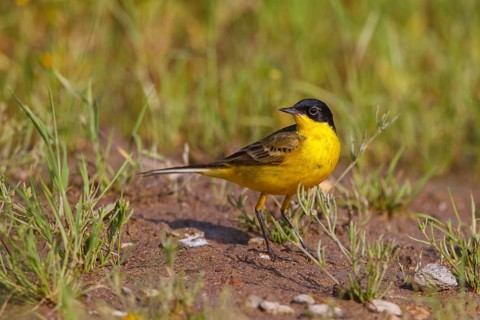 Western Yellow Wagtail (Motacilla flava feldegg), Greece
