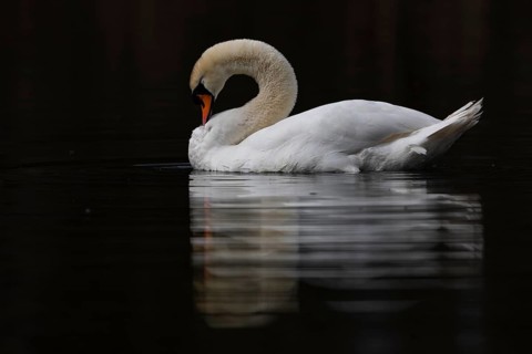 Mute Swan (Cygnus olor), Baden-Wuerttemberg, Germany