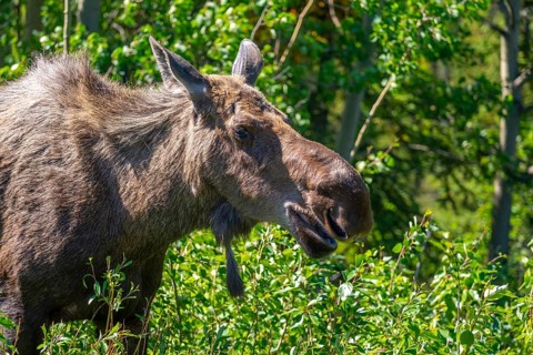 Moose (Alces alces) standing in the forest, Alaska, USA