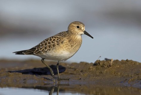 Baird's Sandpiper (Calidris bairdii), Ohio, USA