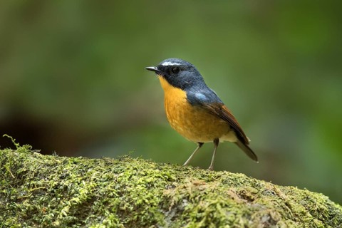 Snowy-browed Flycatcher (Ficedula hyperythra) male, Bidoup National Park, Vietnam