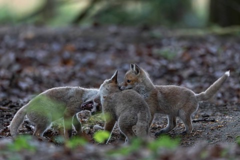 The ears of playfully fighting red fox pups (Vulpes vulpes) are a favourite target, rearing pups,