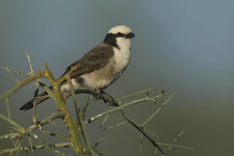 Northern White-crowned Shrike (Eurocephalus ruppelli), Ethiopia