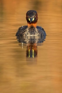 Zwergtaucher, Little Grebe, Dabchick, Tachybaptus ruficollis, Podiceps ruficollis, Grèbe