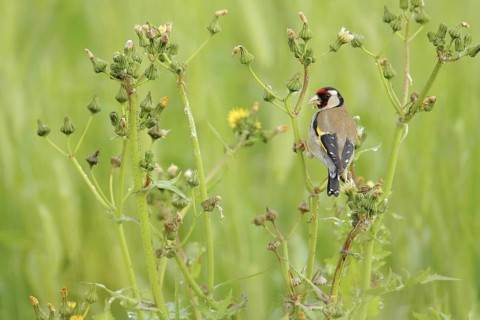 European Goldfinch (Carduelis carduelis), Andalusia, Spain