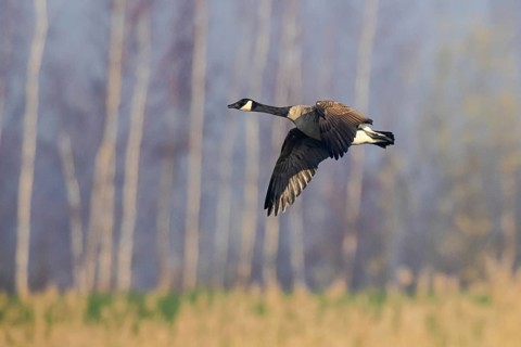 Canada Goose (Branta canadensis) flying, Netherlands